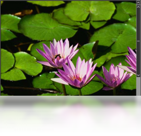 图片[2]-Moo0图像浏览器 1.0.0.1-外行下载站