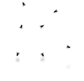 图片[2]-Flyondesktop 1.8-外行下载站