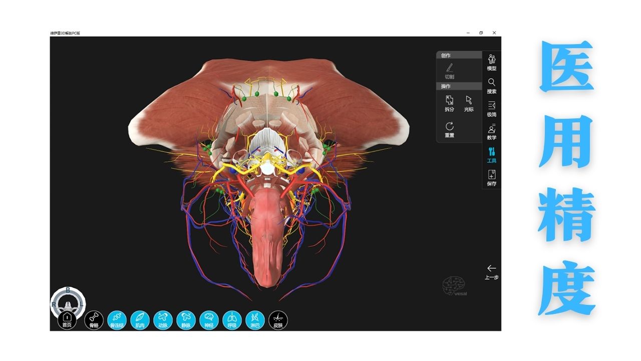图片[4]-维萨里3D解剖——教学系统 3.0.0-外行下载站