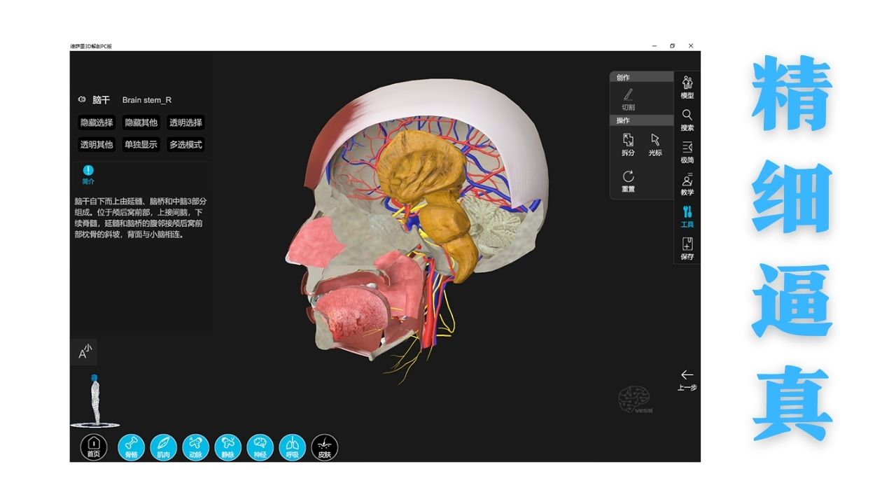 图片[3]-维萨里3D解剖——教学系统 3.0.0-外行下载站